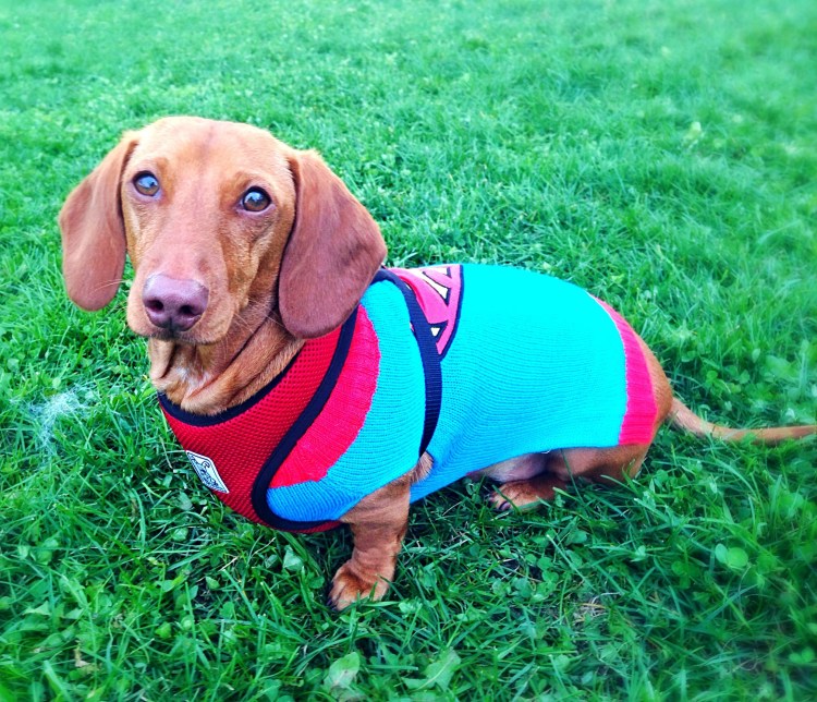 Порода такса