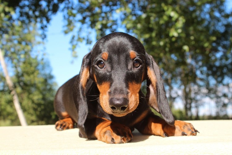 Такса и дог