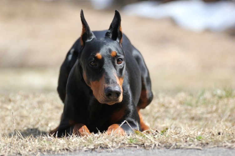 Карликовый пинчер