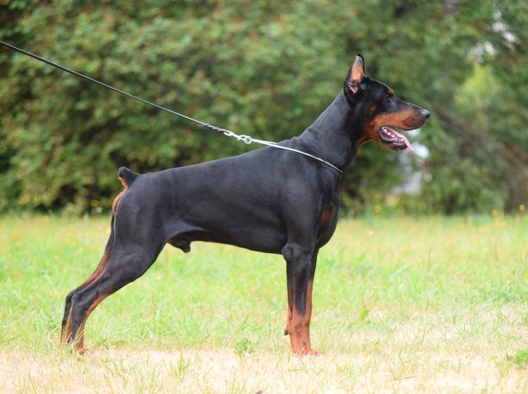 Цвингер пинчер