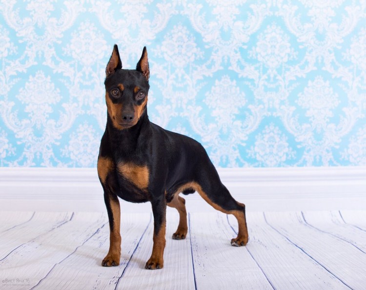 Карликовый пинчер