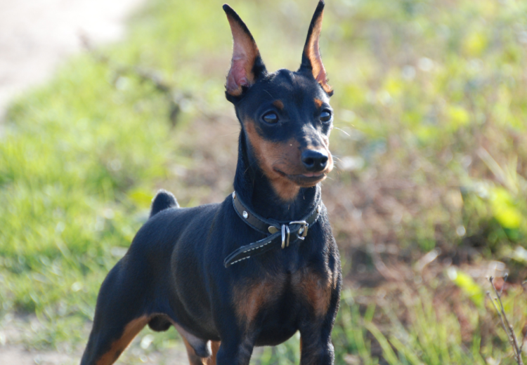 Доберман черный маленький