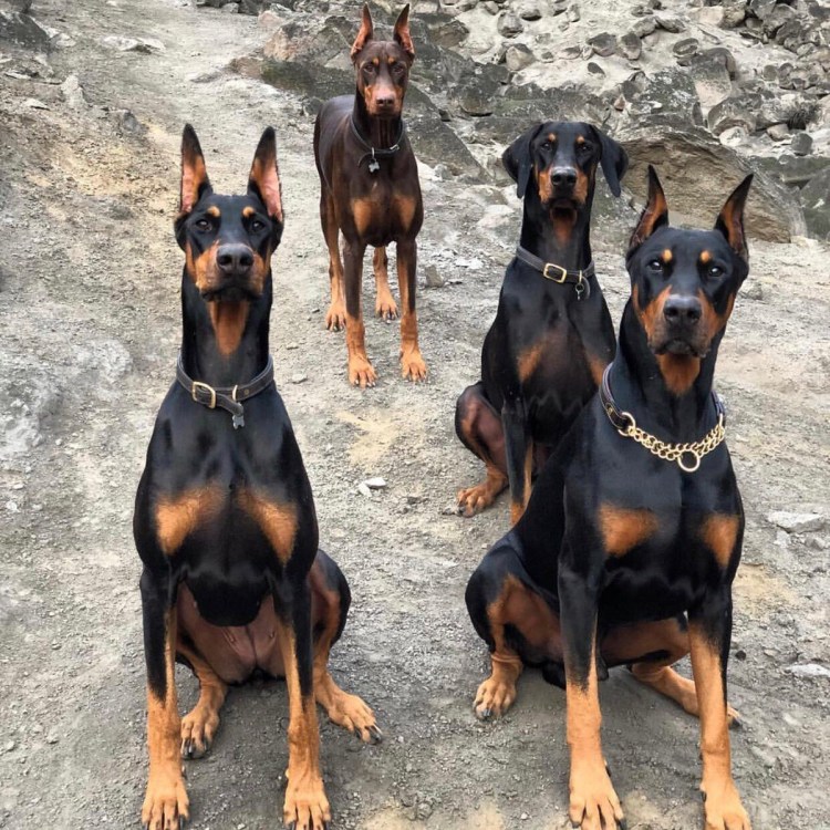 Пинчер терьер карликовый