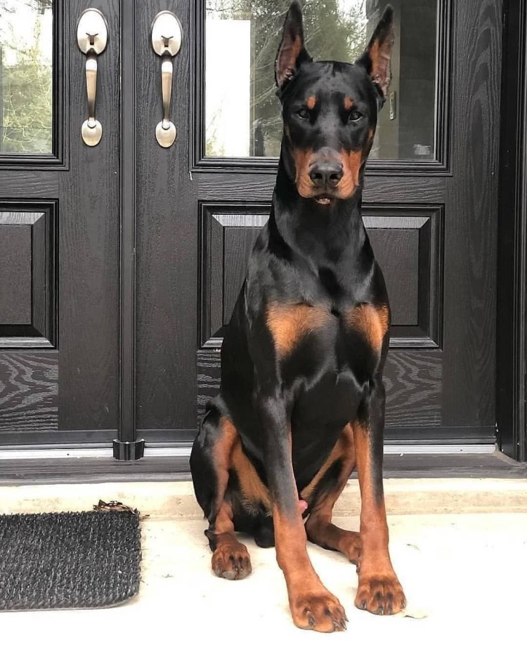 Карликовый Королевский Доберман пинчер