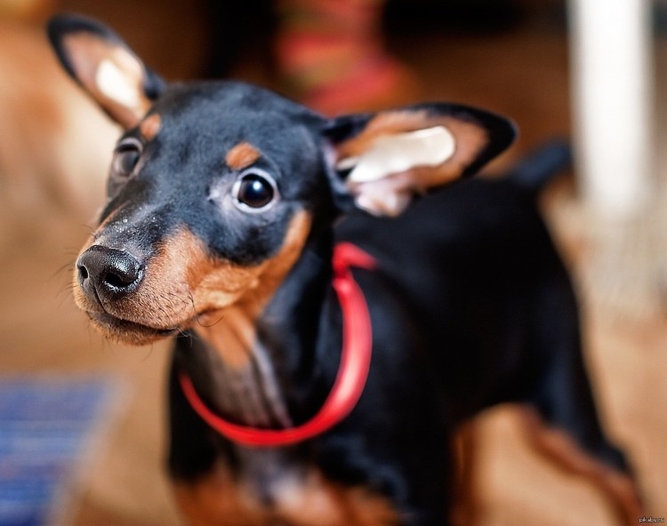 Карликовый пинчер