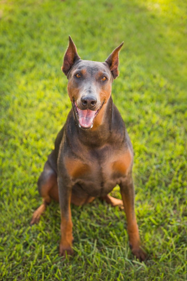 Мини Доберман-пинчер