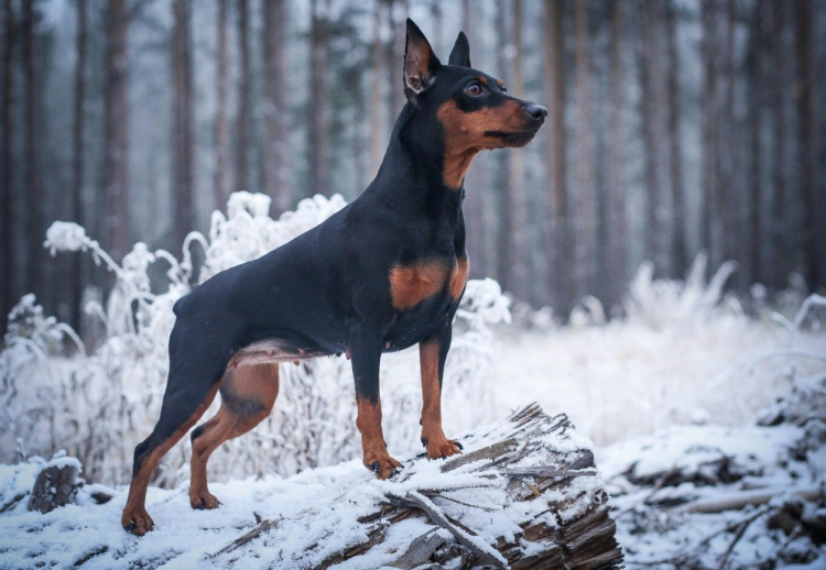 Воспитание добермана