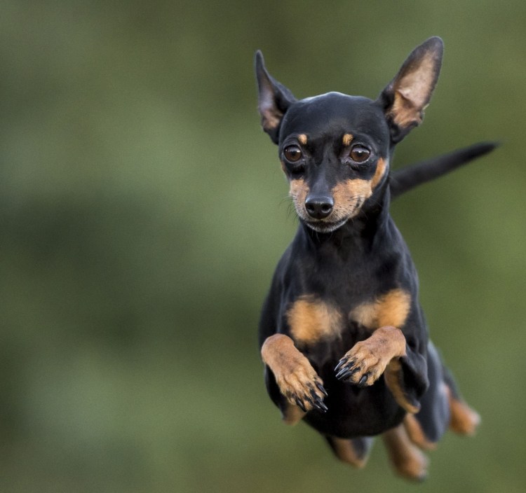 Японский пинчер