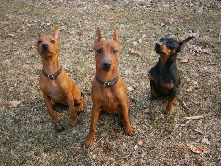 Карликовый пинчер