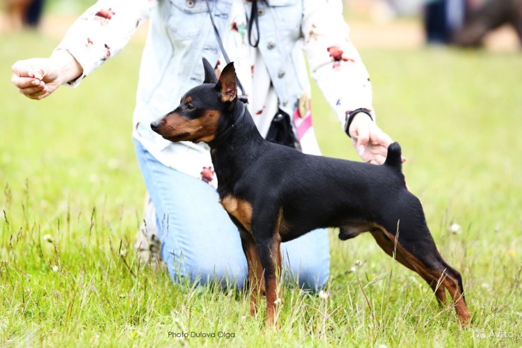 Карликовый пинчер