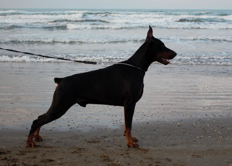 Цвингер пинчер карликовый