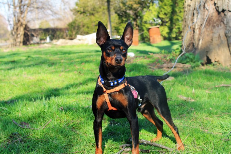 Мини Доберман-пинчер