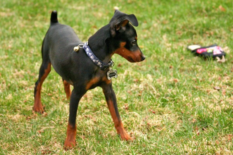 Цвингер пинчер