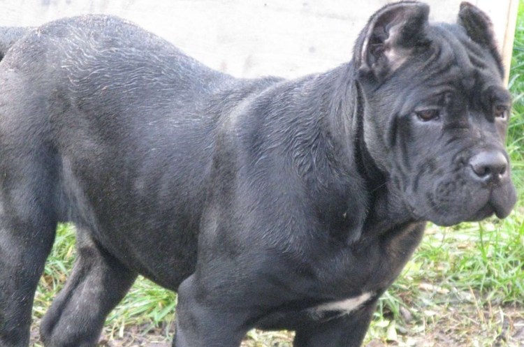 Кеин Карса собака Кейн Корса