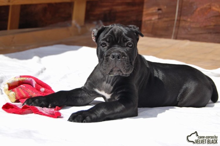Кане Корсо собака
