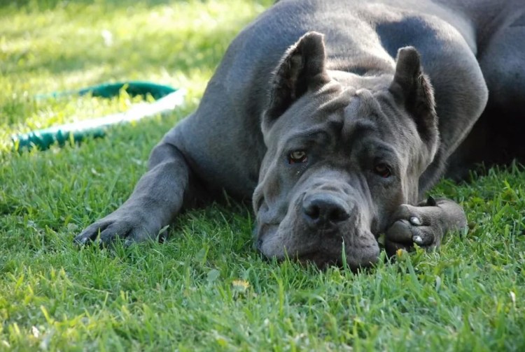 Кане Корсо собака