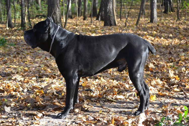 +7 (928) 114-90-44 Собаки коне Корса