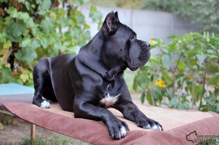 Кане Корсо собака