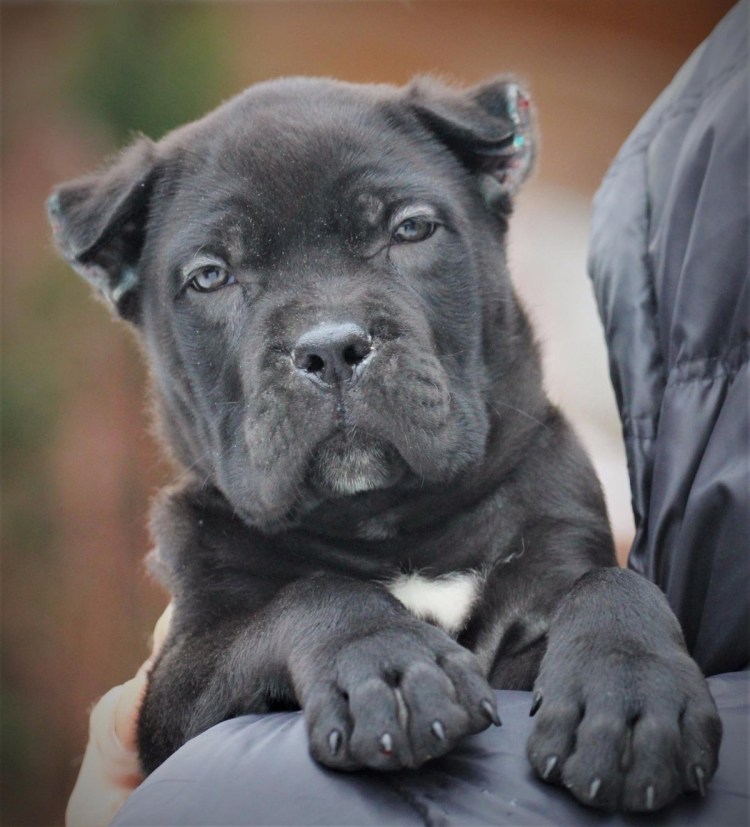 Итальянская собака Кане Корсо