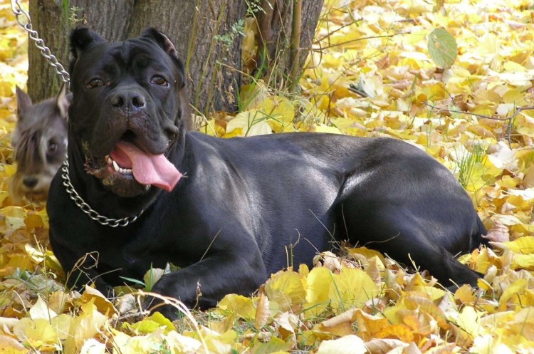 Итальянский дог Кане Корсо