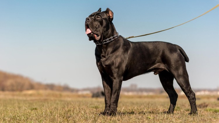 Корсиканский мастиф