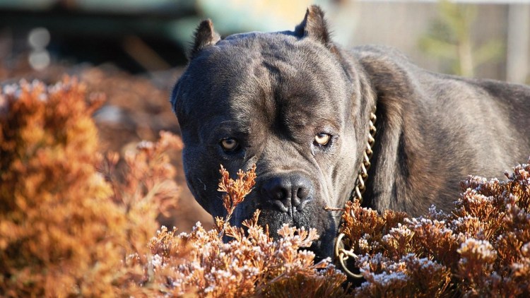 Cane Corso собака