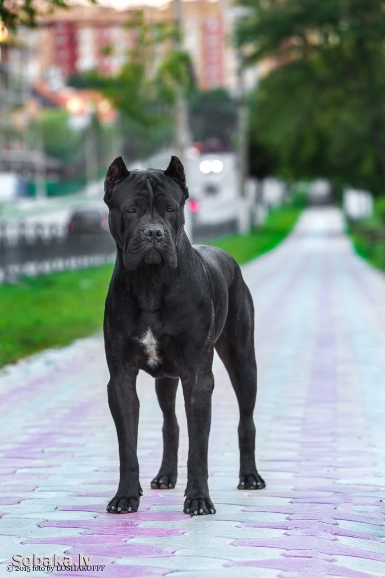 Cane Corso щенки
