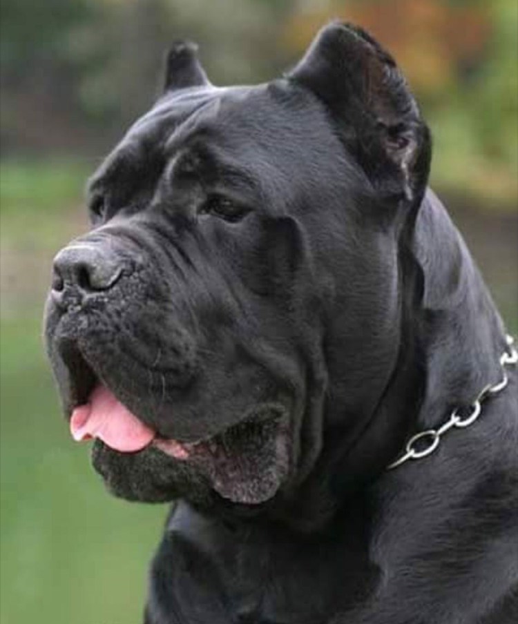 Порода собак ана Корса