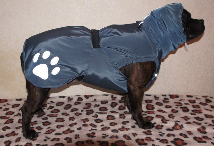 Попона для таксы после стерилизации