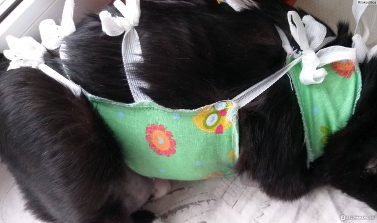 Попона для кошки после стерилизации