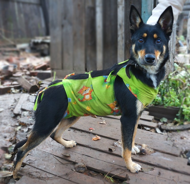 Послеоперационная попона для собак