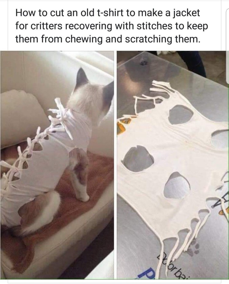 Бандаж для стерилизации кошки