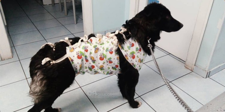 Попона для собак после операции