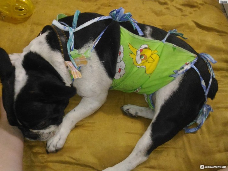 Послеоперационная одежда для собак