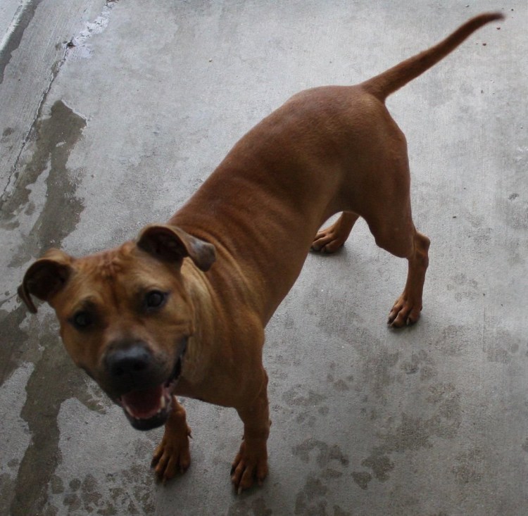 Питбуль помесь