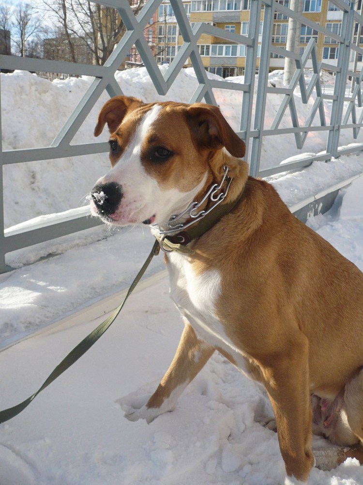 Стаффордширский терьер метис