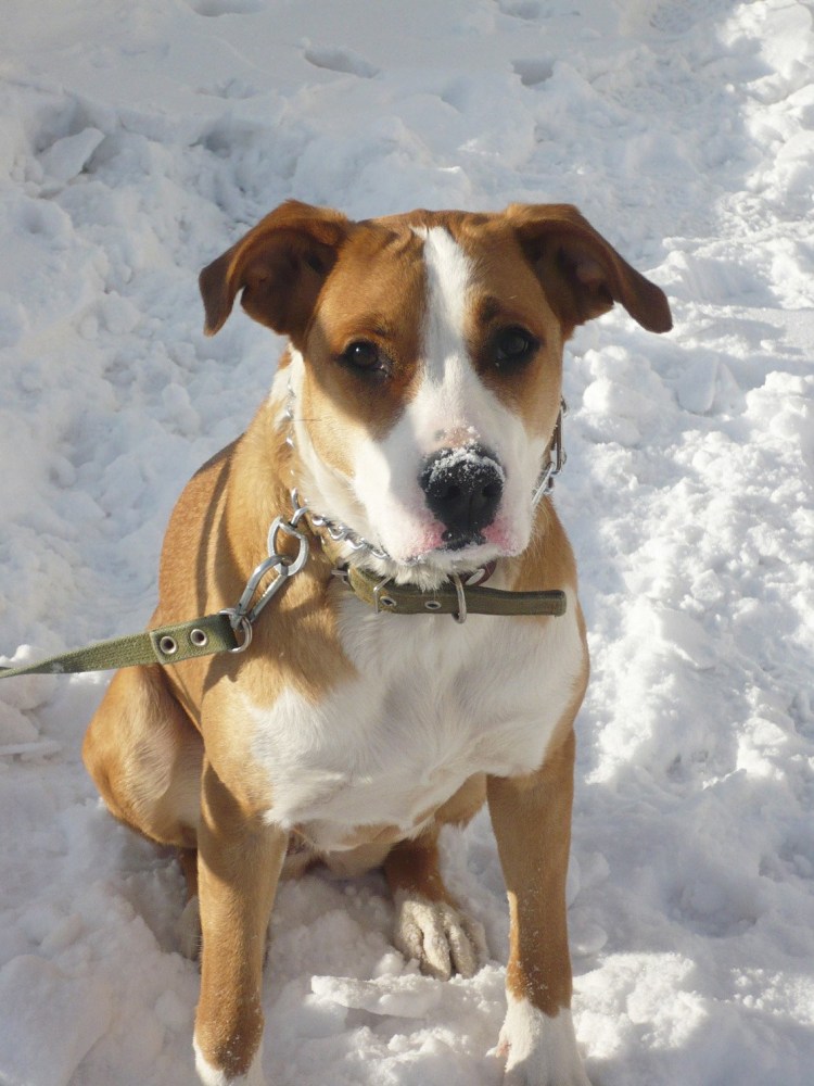 Стаффордширский терьер помесь