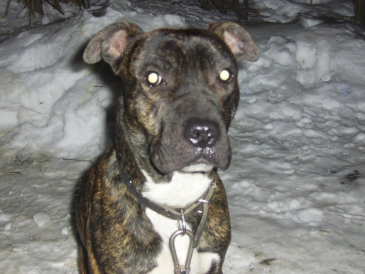 Терьер дворняга