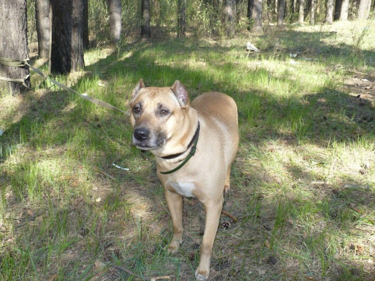 Метис стаффа