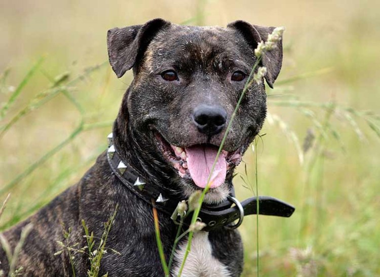 Питбуль метис дворняги