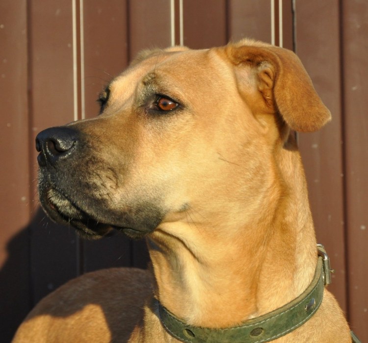 Стаффордширский терьер метис