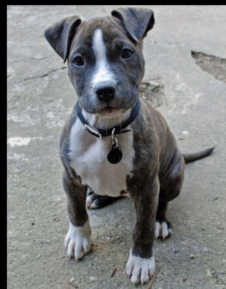 Метис хаски и боксера