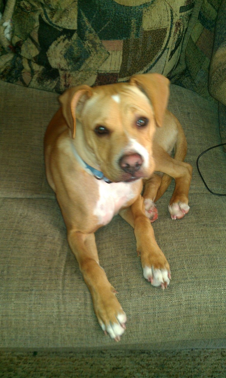 Стаффорд помесь с дворнягой