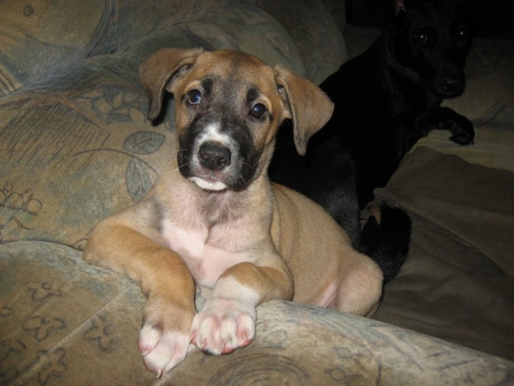 Стаффордширский терьер метис