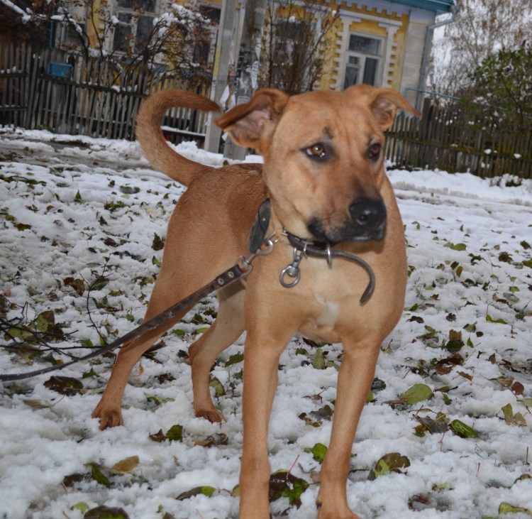 Питбуль и лабрадор метис