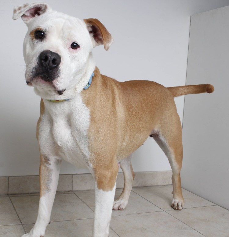 Метис чёрный стаффордширского терьера