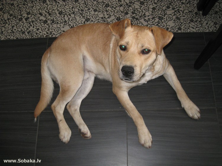 Метис палевый стаффордширский терьер