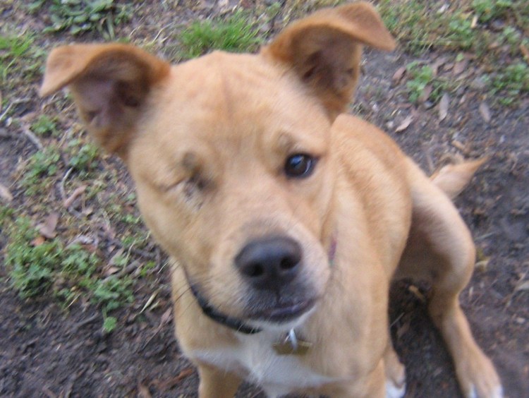 Метис питбуля