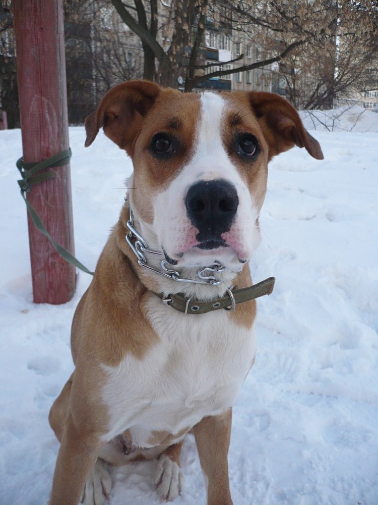 Метис риджбека щенок