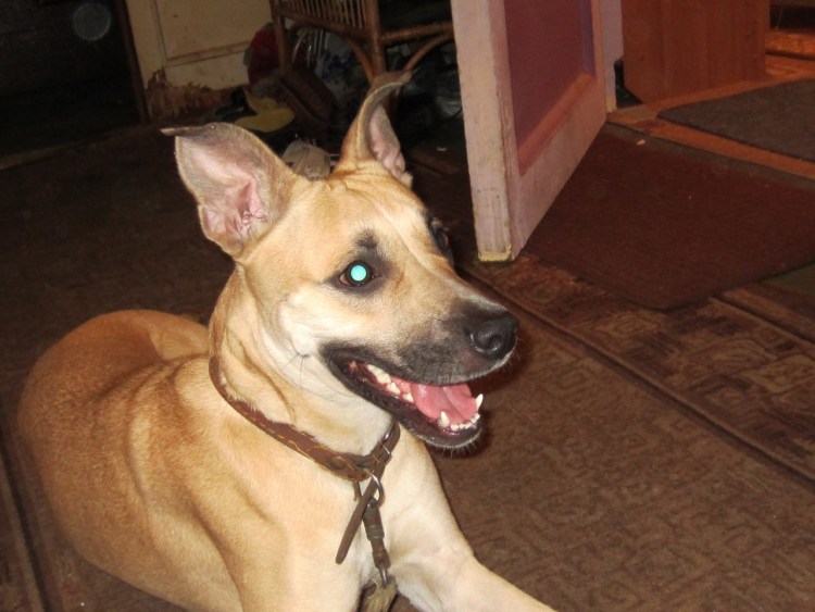 Стафф метис с дворнягой